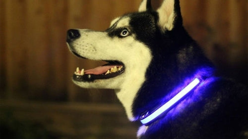 LED light-up dog collar